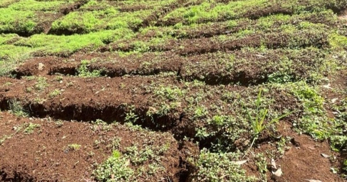 Alih Fungsi Lahan Ilegal di Pangalengan Bandung Barat: Ancaman Longsor Mengintai Warga