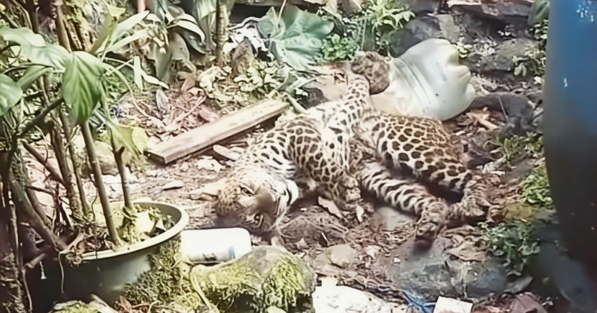 Macan Tutul Gunung Mas Terjerat, Petugas BKSDA Lakukan Penyelamatan