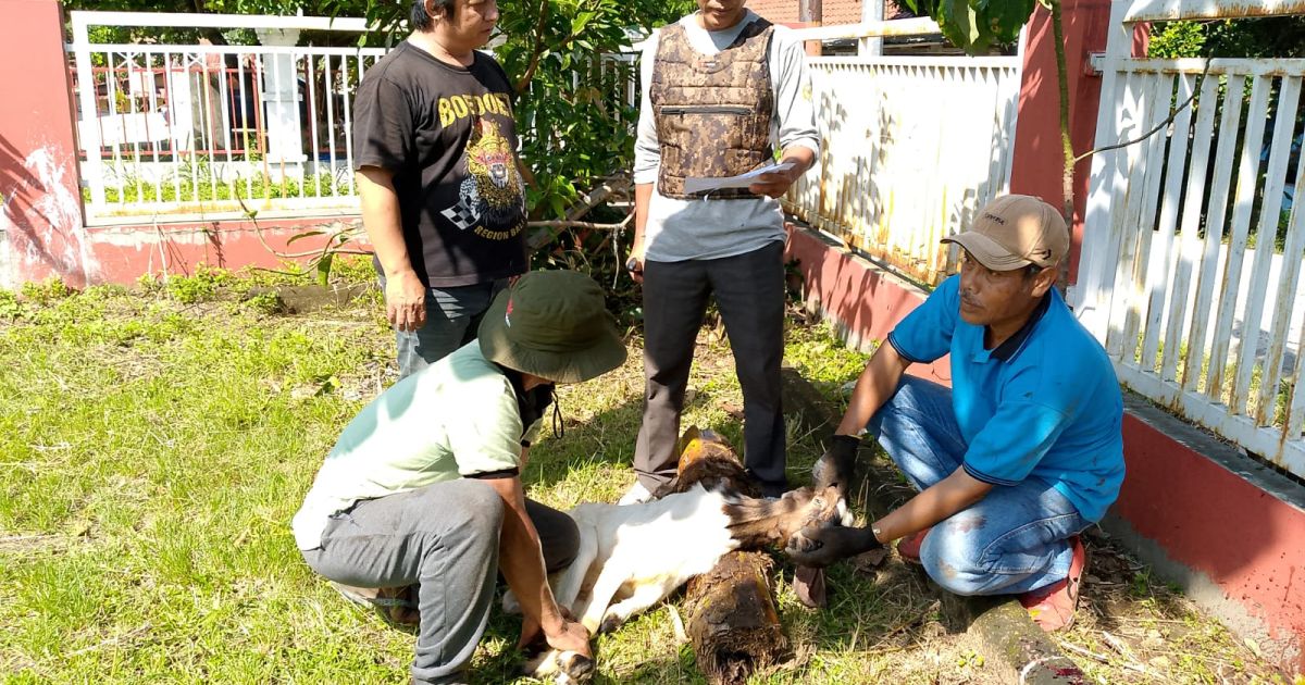 Idul Adha 1447 H, Sekber Wartawan Bogor Kembali Berkurban
