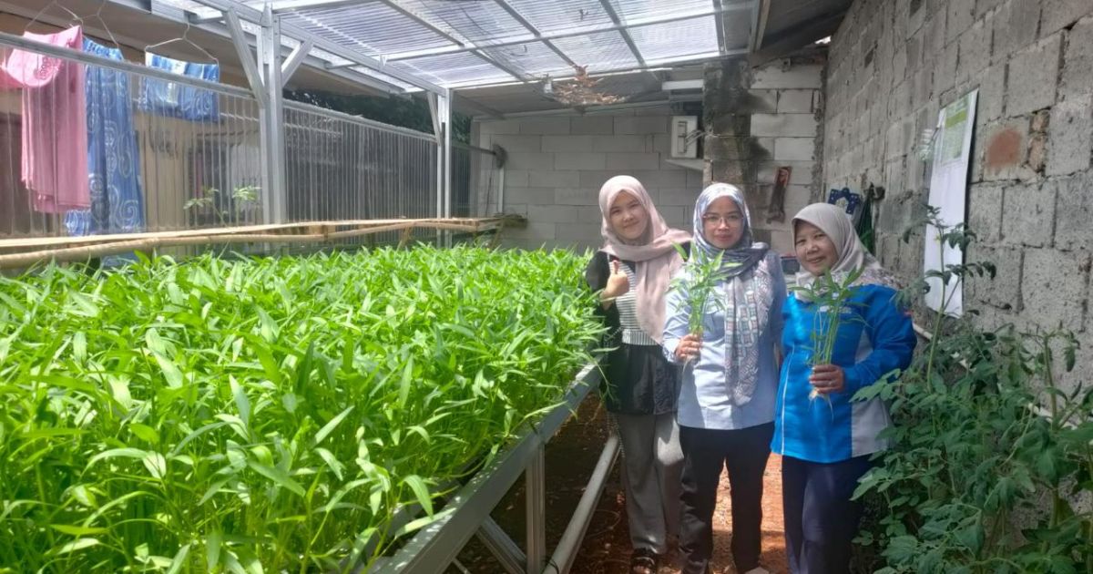 KRL Limusnunggal: Hidroponik, Ikan Nila, dan Sapi Jadi Pilar Kemandirian Pangan
