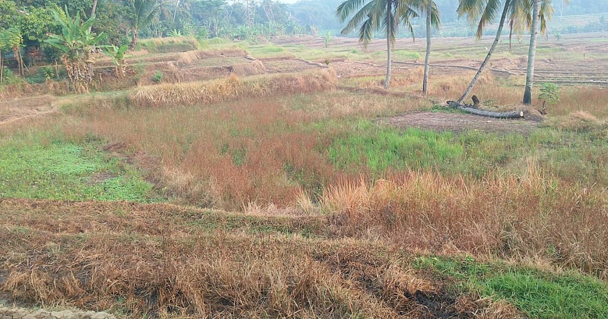 Sawah Premium Tanjungsari Terancam Hilang, WALHI Minta Pemerintah Bertindak