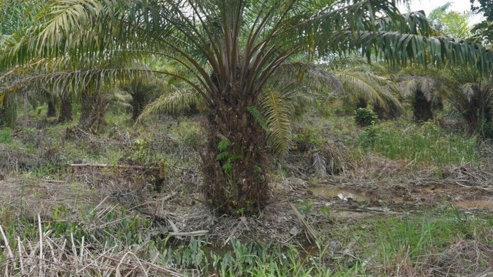 Bogor Jadi Sentra Sawit Kedua Terbesar di Jabar 