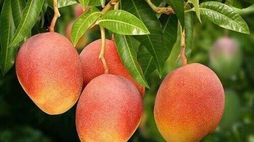 Resmi Diakui Pemerintah dan Kantongi SIG, Mangga Gedong Gincu Jadi Ikon Indramayu  