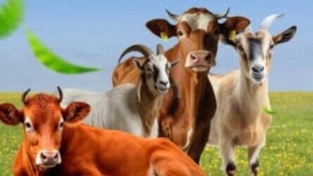 Idul Adha 1446 H: ICMI Gelar Pemotongan Hewan Qurban Serentak di Seluruh Indonesia