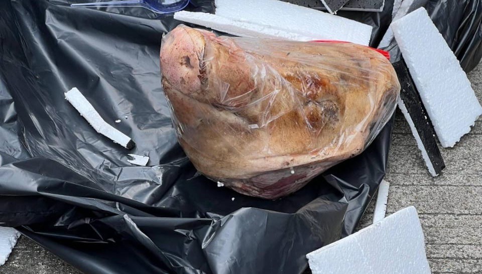 Kantor Redaksi Tempo Diteror OTK, Ada Kiriman Kepala Babi?