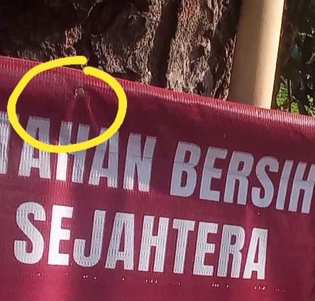 APK Paslon Pilkada Masih Memaku di Pohon, Walhi : Tidak Memperhatikan Estetika dan Keindahan Kota