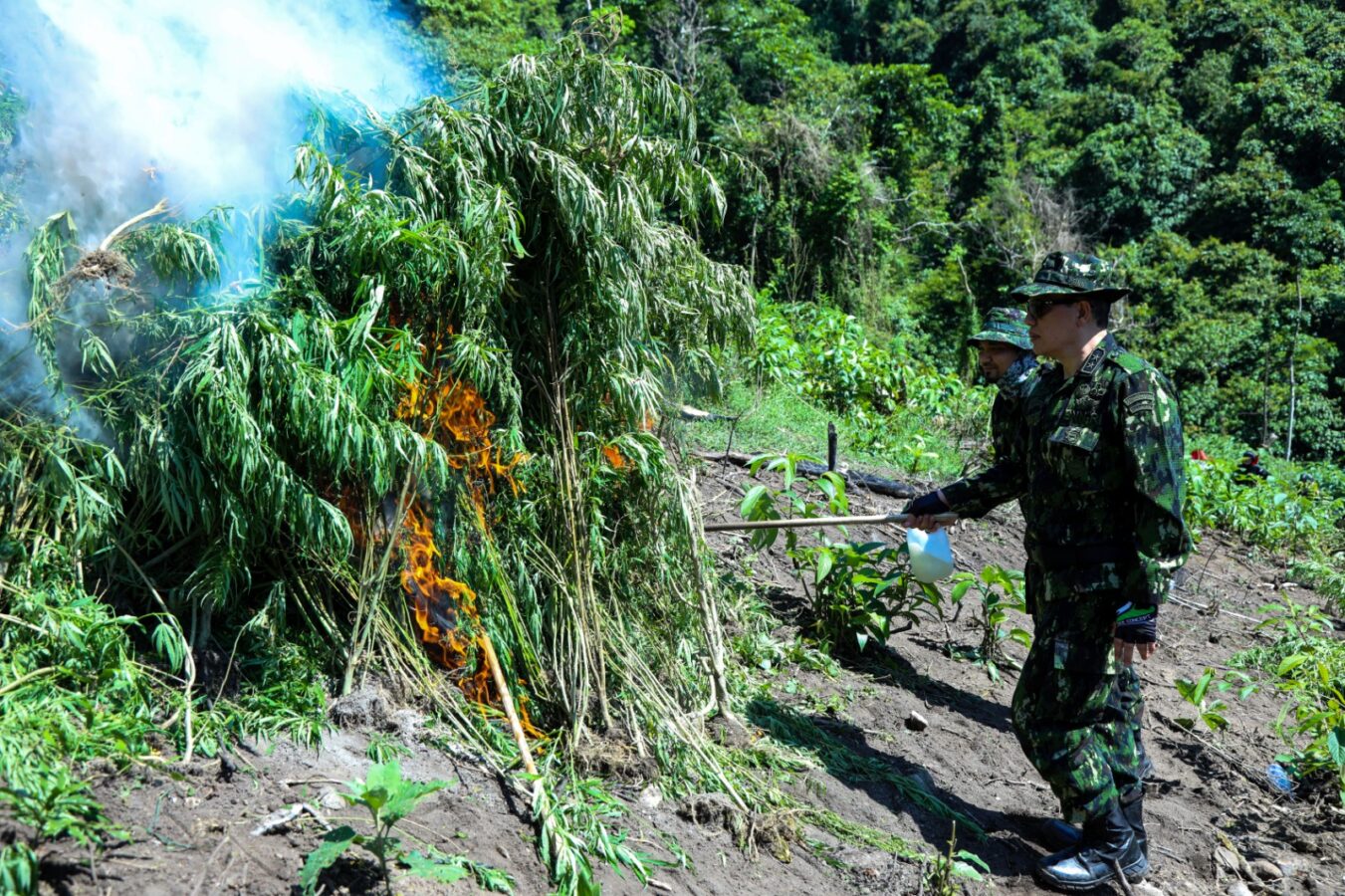 Musnahkan Lahan Ganja di Aceh, BNN : Komitmen Melindungi Generasi Muda
